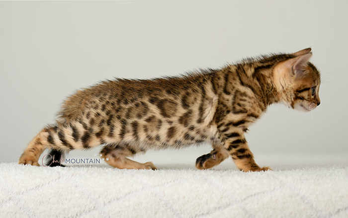 Bengal kitten for sale